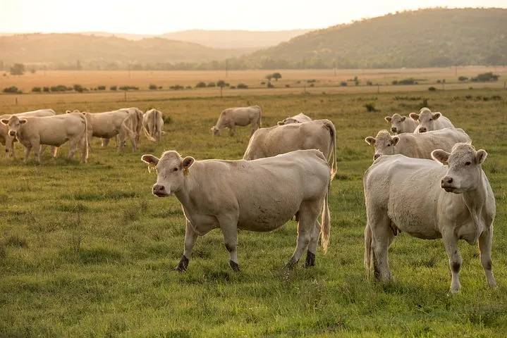 На фермах Ямала пополнение коров и бычков 
