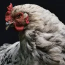 Велик риск заноса вируса в ЯНАО: ветеринары рассказали северянам, как избежать распространения птичьего гриппа
