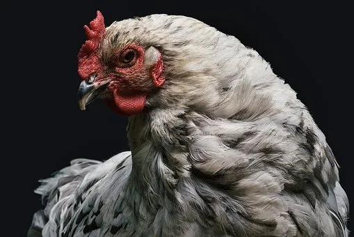 Велик риск заноса вируса в ЯНАО: ветеринары рассказали северянам, как избежать распространения птичьего гриппа